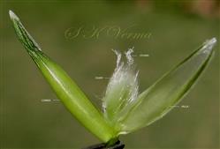  Floret (Opened)